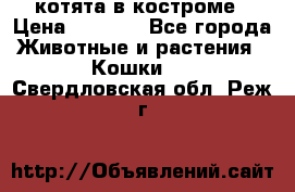 котята в костроме › Цена ­ 2 000 - Все города Животные и растения » Кошки   . Свердловская обл.,Реж г.